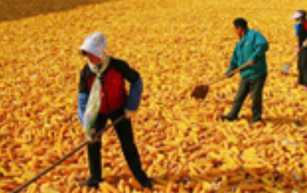 產(chǎn)能、庫存、政策均有底 我國糧食安全有保障